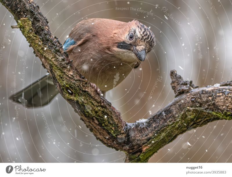 Eichelhäher auf Ast Vogel Natur Tier Außenaufnahme Farbfoto 1 Wildtier Tierporträt Umwelt natürlich Tag Menschenleer Schwache Tiefenschärfe Ganzkörperaufnahme