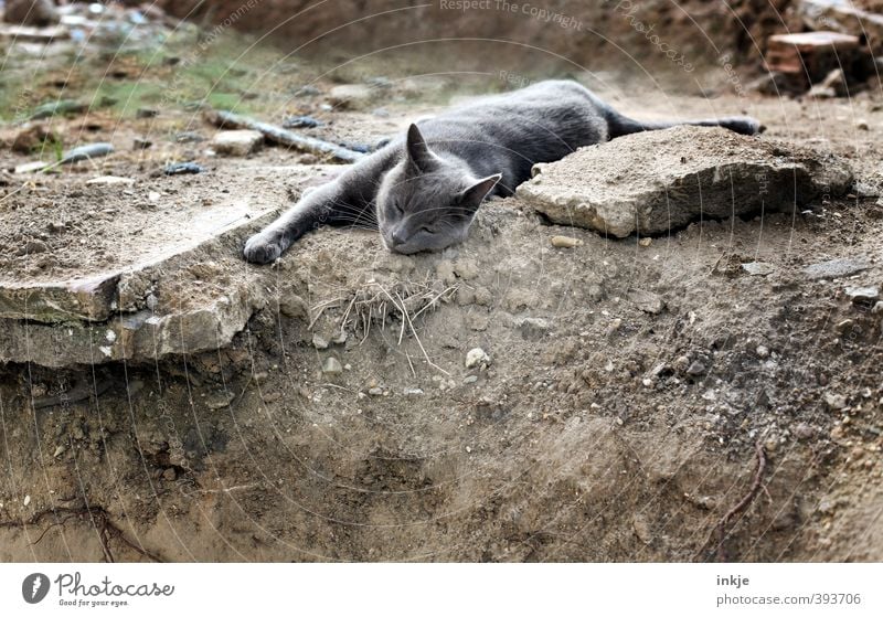 Baulöwe Baustelle Erde Tier Haustier Katze Hauskatze 1 Erholung liegen schlafen braun grau Gefühle Gelassenheit ruhig Müdigkeit Bauschutt gemütlich auf der erde