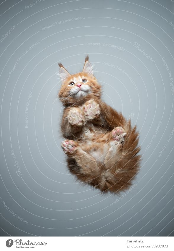 niedliche Maine Coon Kätzchen Untersicht sitzt auf Glastisch Katze Rassekatze Haustiere maine coon katze Katzenbaby Fell fluffig katzenhaft bezaubernd schön