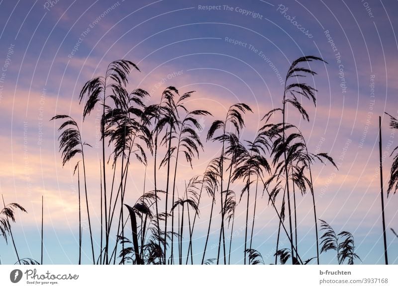 Seegras im Morgenlicht Gras Farbfoto Natur Strand Himmel blau Ferien & Urlaub & Reisen Landschaft Außenaufnahme Morgendämmerung Sonnenaufgang Morgenstimmung