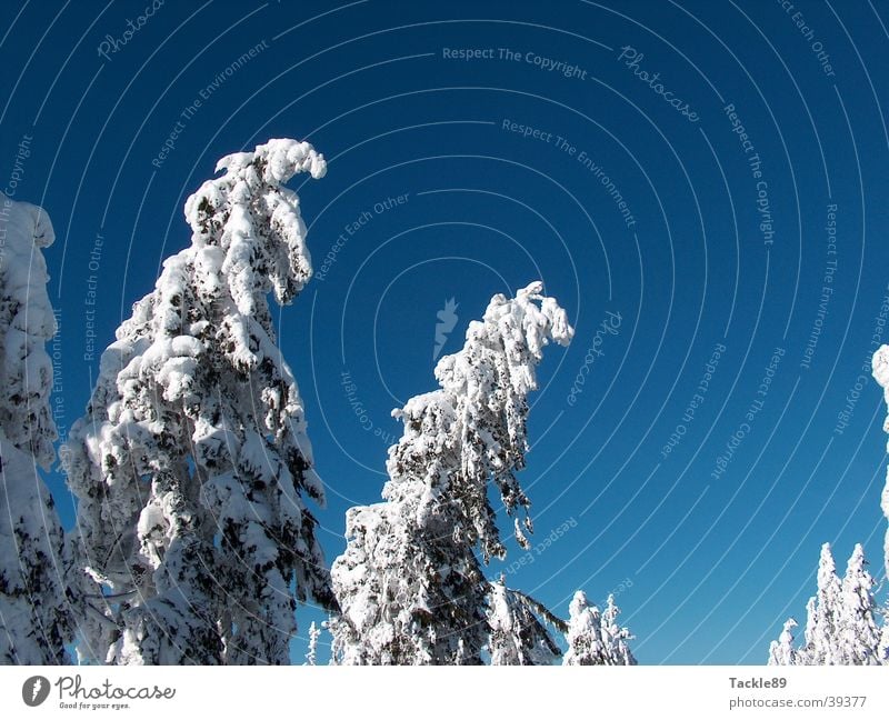 Tanne unter Schnee Winter Baum Schneelandschaft Harz Berge u. Gebirge