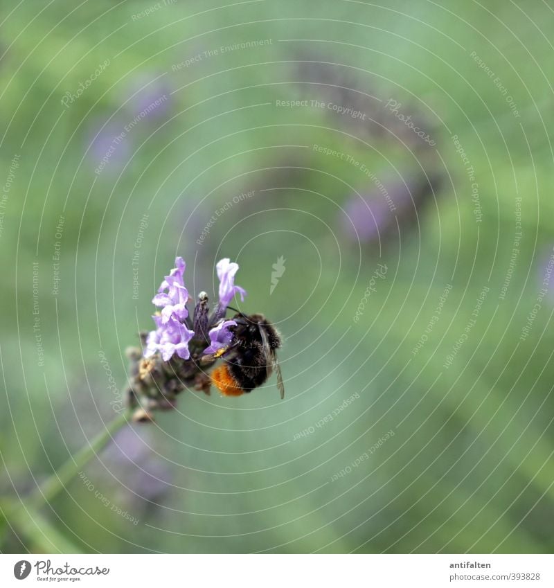 Feinster Nektar Natur Pflanze Frühling Sommer Schönes Wetter Blume Gras Blatt Blüte Lavendel Garten Wiese Biene Flügel 1 Tier fliegen natürlich schön weich grün