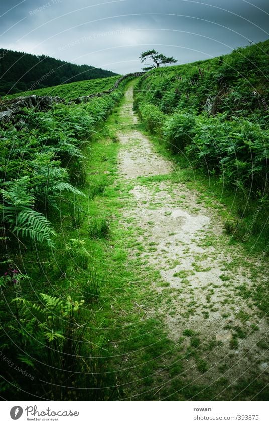 freie bahn Natur Landschaft Wolken Gewitterwolken schlechtes Wetter Unwetter Garten Park Wiese Feld bedrohlich dunkel grün Abenteuer Beginn anstrengen