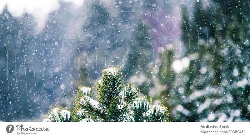 Nadelwald unter Schnee Baum Natur Wald im Freien Winter Weihnachten gefroren Saison Frische Eis Ast nadelhaltig horizontal Schneeflocke Schneefall Klima Kiefer