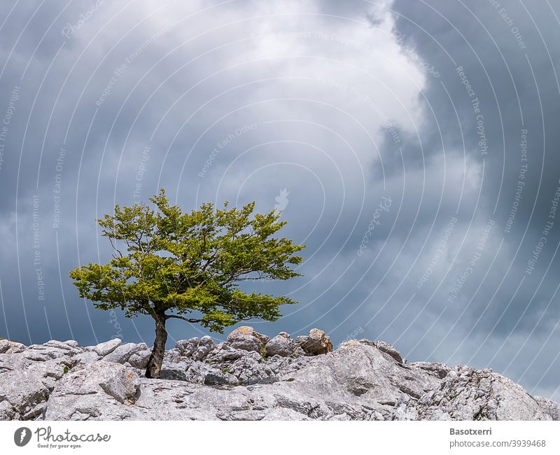 Einsame Buche auf Kalkfelsen, drohende Wolken im Hintergrund. Urbasa, Navarra, Spanien Baum grün einsam Mai Frühling Frühjahr Kalkstein Felsen Berg Gipfel