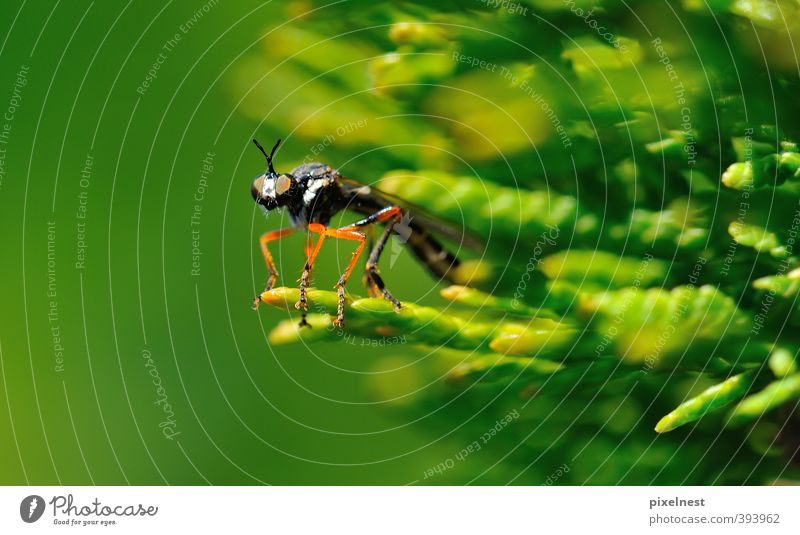 Sexy red legs Natur Sträucher Wildtier Fliege 1 Tier beobachten klein Neugier Erotik grün schwarz Flugangst Umwelt Umweltschutz Facettenauge Fühler Insekt