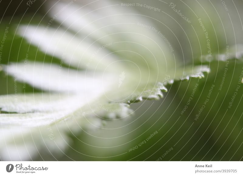 Makroaufnahme von einem Blatt. grün Pflanze Natur Nahaufnahme Farbfoto Detailaufnahme Schwache Tiefenschärfe Menschenleer Tag natürlich frisch