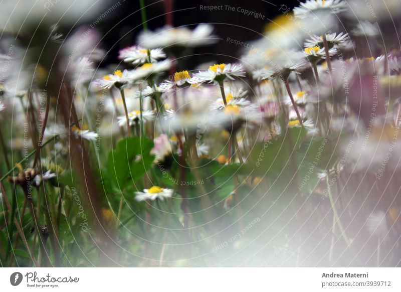 LE EMOZIONI DELLA NATURA natura margherita fiori I COLORI DELLA PRIMAVERA I COLORI DELLA NATURA