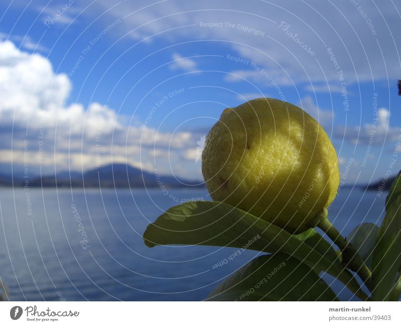 Fruits in Heaven Zitrone groß gelb zentral zitronengelb hellgelb grün himmelblau weiß Blatt Zitronenblatt Meer Ferne Italien Kanton Tessin Horizont Wolken