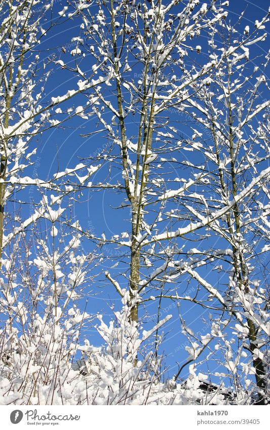 schnee im baum Schnee Baustelle blau Graffiti Himmel