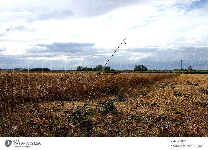 goldener Herbst Wolken Kornfeld herbstlich Getreide blau