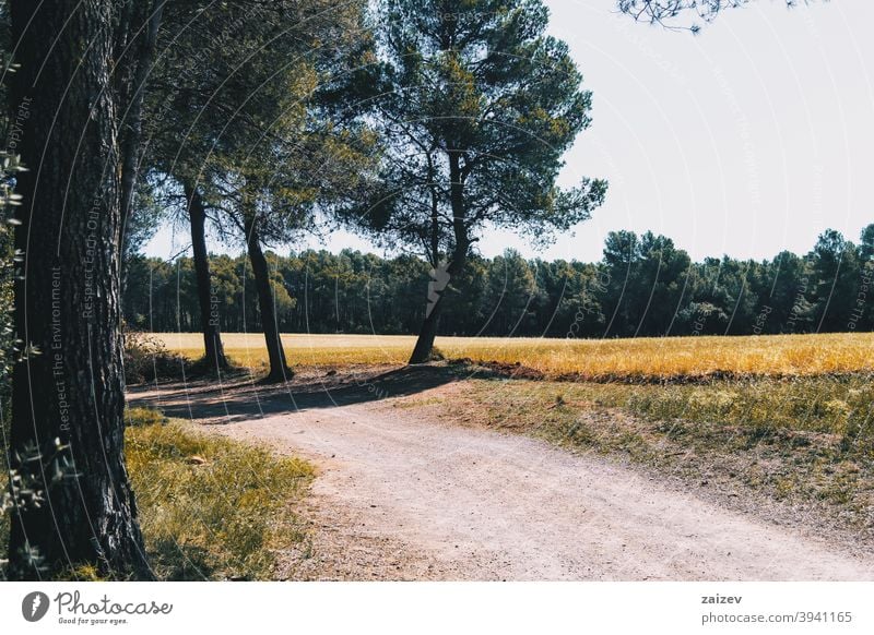 schönes gelbes Feld mit Bäumen horizontal Frieden Ruhe produzieren Wachstum golden wachsen Land Licht außerhalb Farbbild idyllisch panoramisch Weg