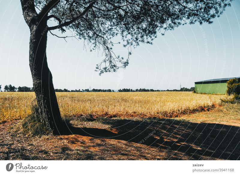 schönes gelbes Feld mit Bäumen horizontal Frieden Ruhe produzieren Wachstum golden wachsen Land Licht außerhalb Farbbild idyllisch panoramisch Weg