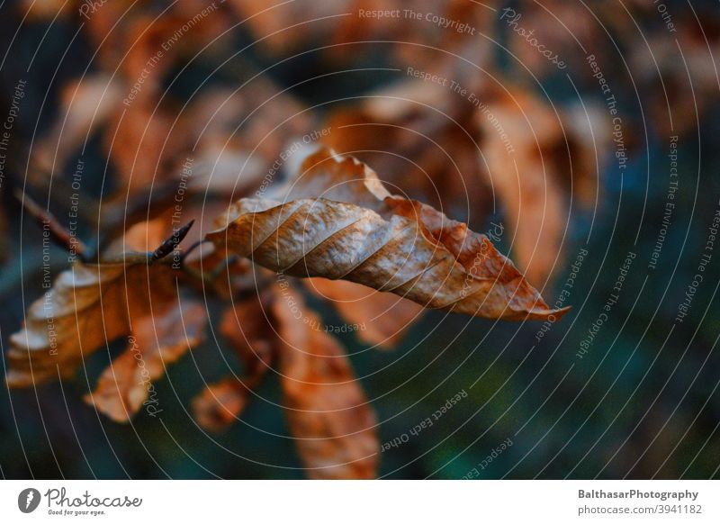 Buche - Herbst Baum Blatt Ast orange Wald Natur dunkel Herbstfärbung Umwelt braun natürlich Pflanze Zweig Vergänglichkeit Schwache Tiefenschärfe Laubbaum