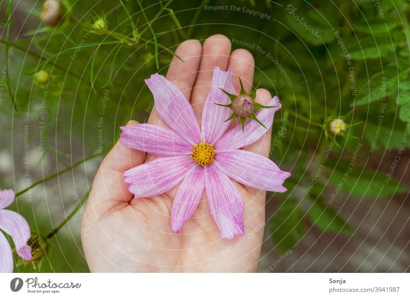 Weibliche Hand hält eine rosa Blüte Blume Pflanze Sommer schön Blühend Außenaufnahme Farbfoto Nahaufnahme Detailaufnahme Natur Garten Blütenblatt Tag natürlich