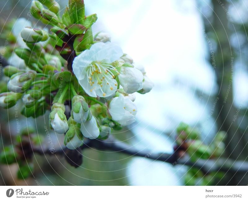 kirsch Blüte Frühling baumblüte kirschbaumblüte Kirschbaum Kirschblüten