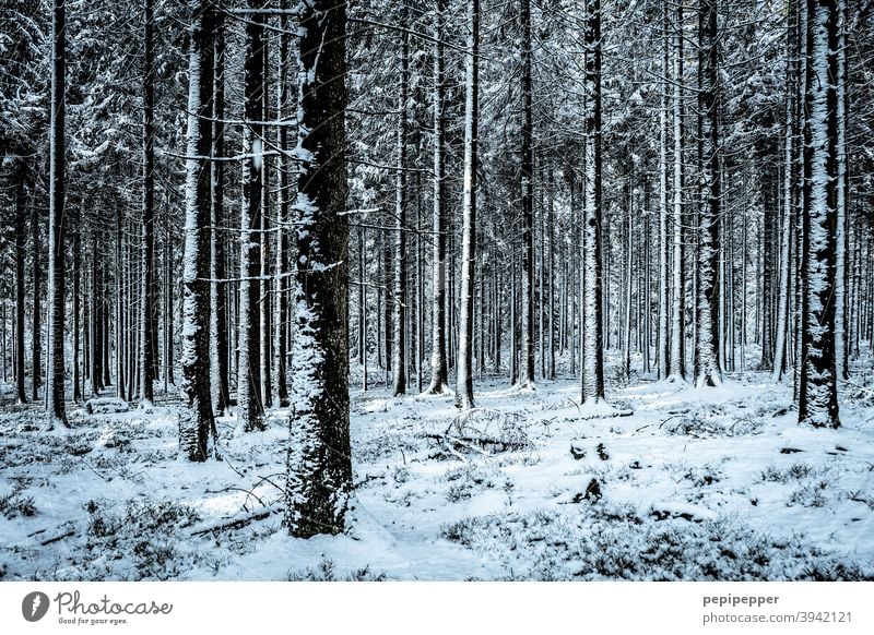 Wald im Winter mit Schnee auf den Baumstämmen kalt Eis Frost Natur Außenaufnahme Menschenleer Einsamkeit Waldlichtung Waldboden Waldspaziergang Waldstimmung