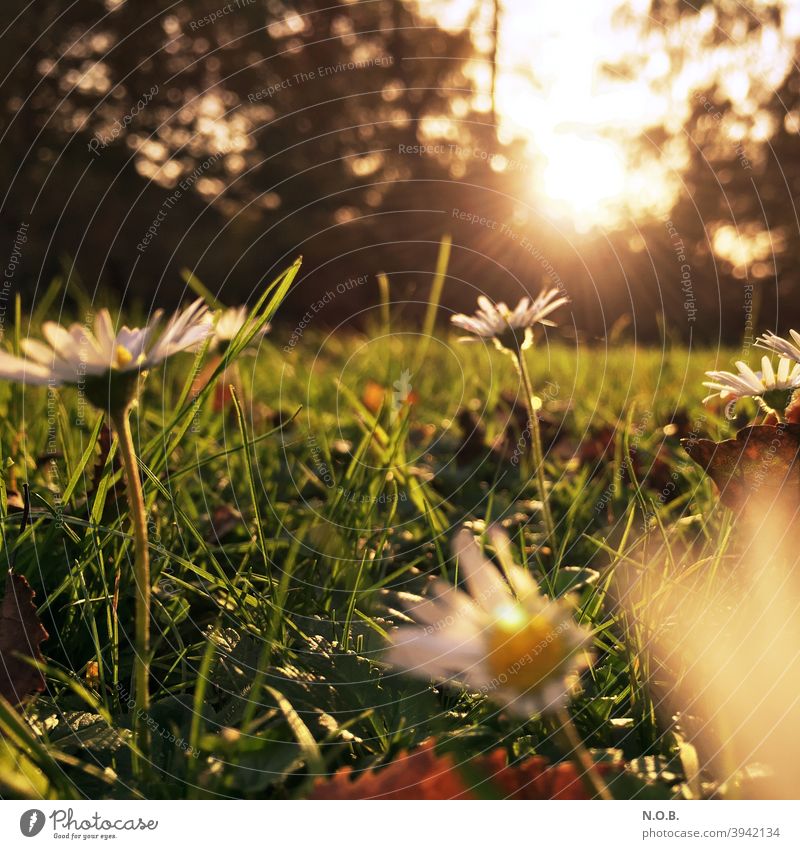 Wiese mit Gänseblümchen im Gegenlicht Gras Sommer grün Blume Pflanze Farbfoto Außenaufnahme Nahaufnahme Schwache Tiefenschärfe Tag Menschenleer Umwelt Blühend