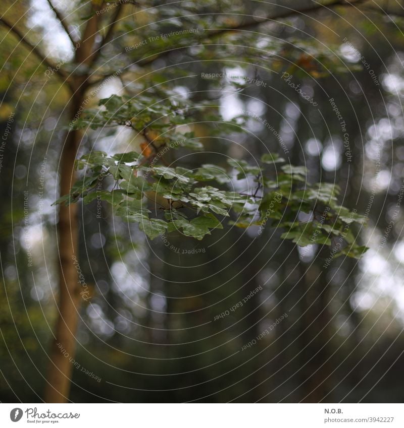 Nasses Laub am Baum Natur Ast Zweig grün Blatt Herbst Textfreiraum unten braun Schatten Außenaufnahme Pflanze Menschenleer Umwelt Schwache Tiefenschärfe Tag