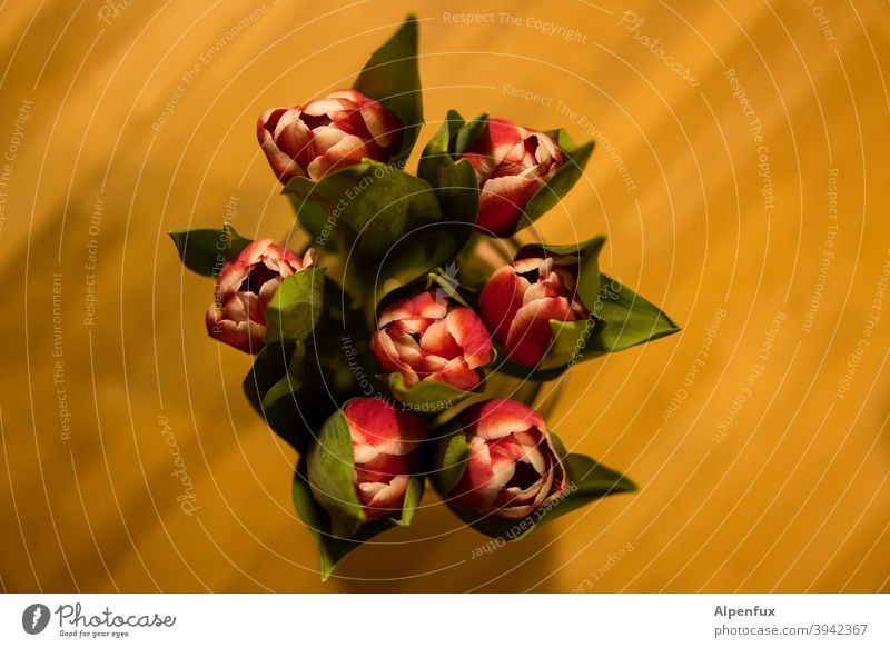 Bienenperspektive Tulpen Tulpenblüte tulpenstrauß Frühling Blühend Blumenstrauß Farbfoto Blüte Innenaufnahme Dekoration & Verzierung Pflanze Blatt Natur