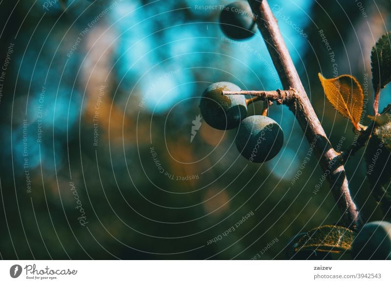 Prunus spinosa Früchte an einem kleinen Zweig Schwarzdorn Schlehen Menschengruppe horizontal reif Farben Gesundheitswesen Sammeln Medizin alternativ Cluster