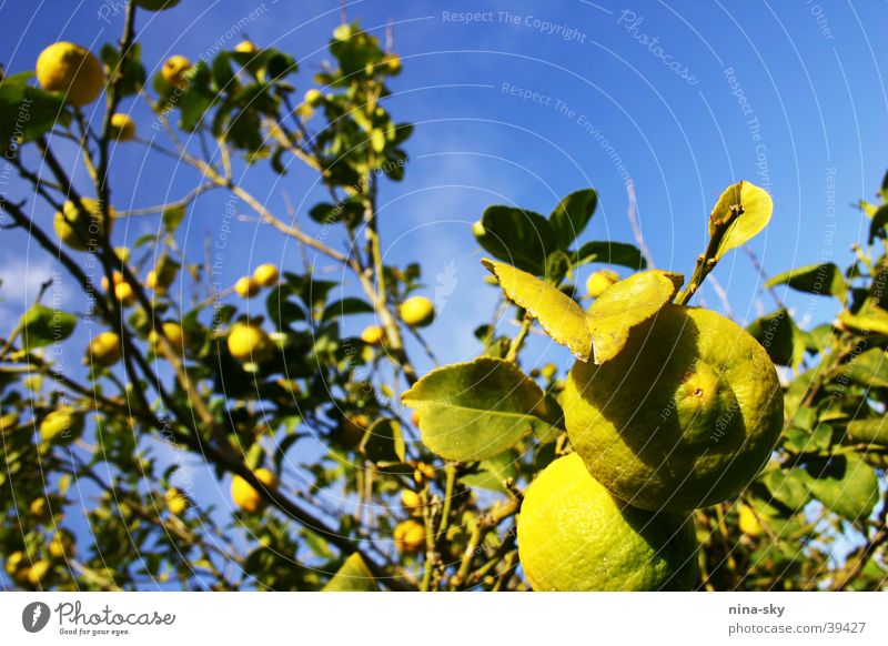 zitronenhimmel Blatt Baum Gesundheit Wolken grün gelb zitone Himmel blau Wut Limone Klarheit Ast Natur