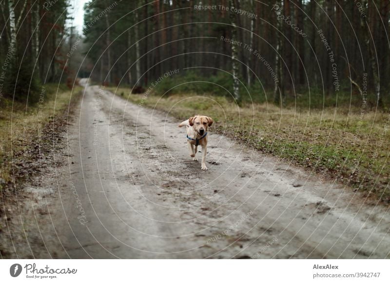 Ein blonder Labrador läuft auf einem Waldweg freudig auf jemanden zu Pfad Hund haustier Laufen Draussen baum Vegetation Bäume Stäucher herbst Winter Sandweg