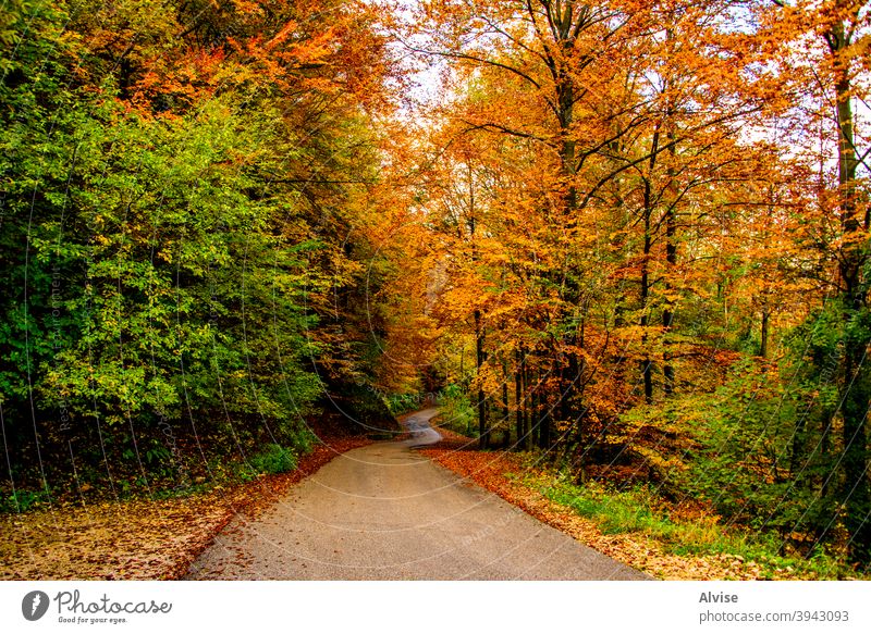 Asphalt und Herbst Vicenza Laubwerk Italien Bäume Europa fallen im Freien Landschaft orange gelb Alpen malerisch wandern Farben Holz blau November saisonbedingt