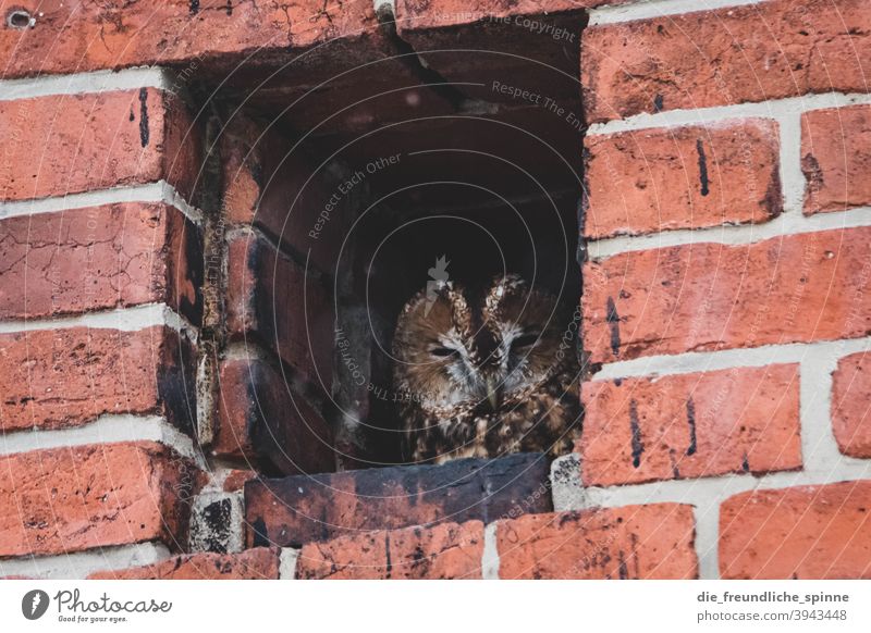 Waldkauz am Friedhof Kauz Eule Uhu Vogel Tier Eulenvögel Farbfoto Wildtier Außenaufnahme Blick Feder Tag Tierporträt Schnabel Tiergesicht Natur Greifvogel Auge