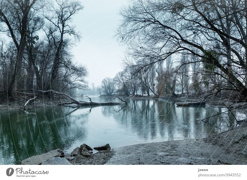 Rheinauenlandschaft in kalt-winterlicher Stimmung Natur Wasser Idylle Wetter Baum Baumstamm Winter Romantik Altrhein Totholz Gedeckte Farben Steg Anleger