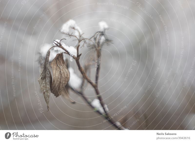 nicht umgefallen Pflanze Schnee Winter Blatt Blätter trocknen Frost tot Ast Beeren Bokeh braun Eis Dezember Natur Makro altehrwürdig Vintage-Objektiv Lettland