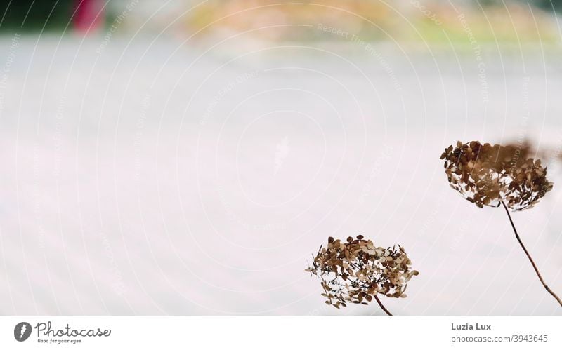 Zwei verblühte Hortensien tanzen im Winterwind Hortensienblüte Außenaufnahme Pflanze Blüte Farbfoto Natur Blume Winterlicht Wind Tanz Unschärfe Träumerei braun