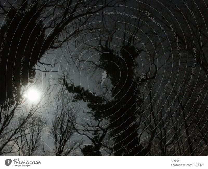 moon light @ cemetary Licht Himmel Dresden Mondschein Nacht Baum unheimlich Friedhof night sky trees gloomy