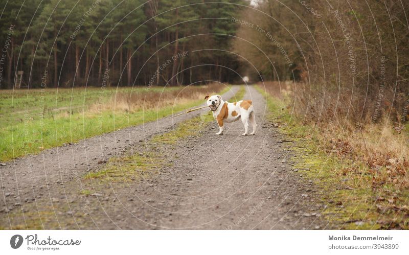 Lotta Hund Haustier Tier Farbfoto Außenaufnahme Tierporträt Tag Tiergesicht Menschenleer niedlich Tierliebe Blick Blick in die Kamera schön Fell Schnauze