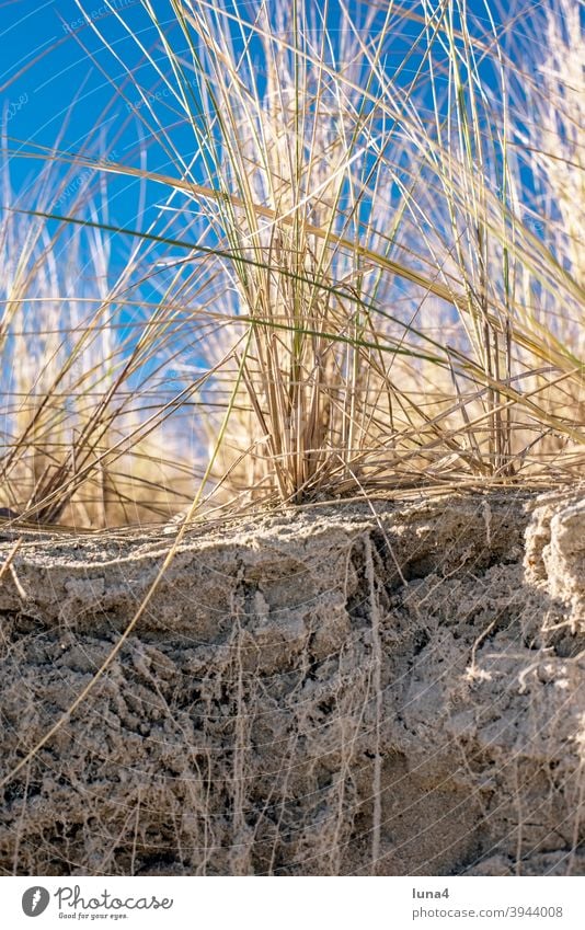 Düne an der Ostsee Gras Dünengras Küste Schutz Küstenschutz Pflanze Wurzel Strand Sand Sanddüne Stranddüne Natur Rügen Insel niemand Himmel blau Deutschland