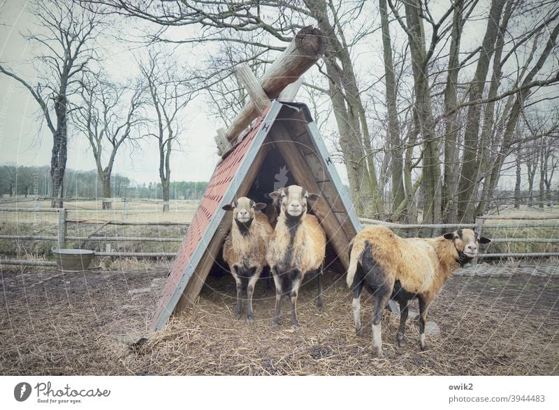 Streichelzoo Tierfamilie Schaf Kamerunschafe 3 Nutztier Wiese Gras Zusammensein stehen Blick achtsam Kontrolle Wachsamkeit Schutz Vorsicht Blick in die Kamera