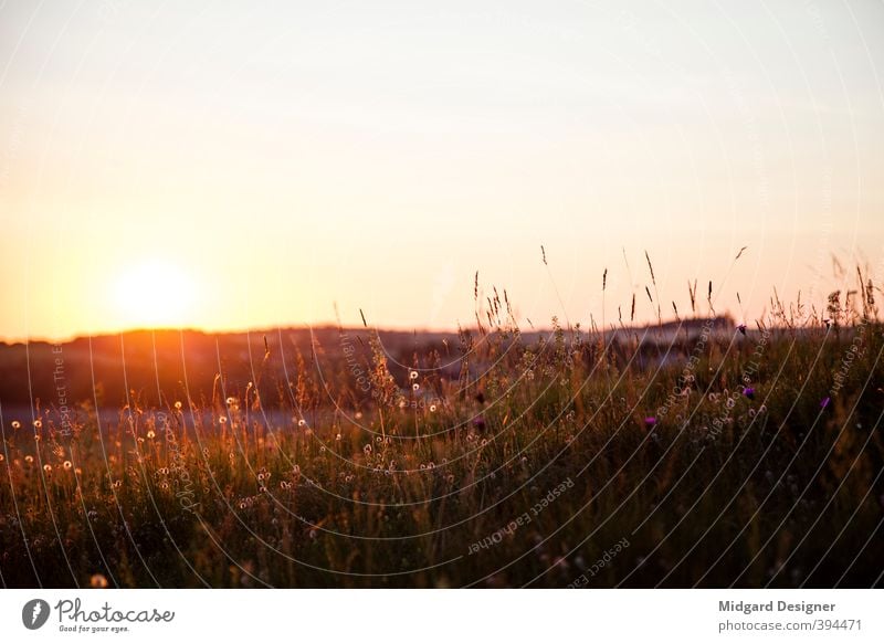 Sommer Sonne Wiese Umwelt Natur Landschaft Pflanze Himmel Wolkenloser Himmel Sonnenaufgang Sonnenuntergang Gras Feld genießen Abenddämmerung Gegenlicht Stimmung