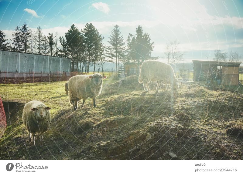 Aufstiegsmöglichkeiten Schaf Tier Tiergruppe Landschaft Natur Umwelt beobachten Sonnenlicht Gegenlicht Sonnenstrahlen Totale Panorama (Aussicht) Kontrast Licht