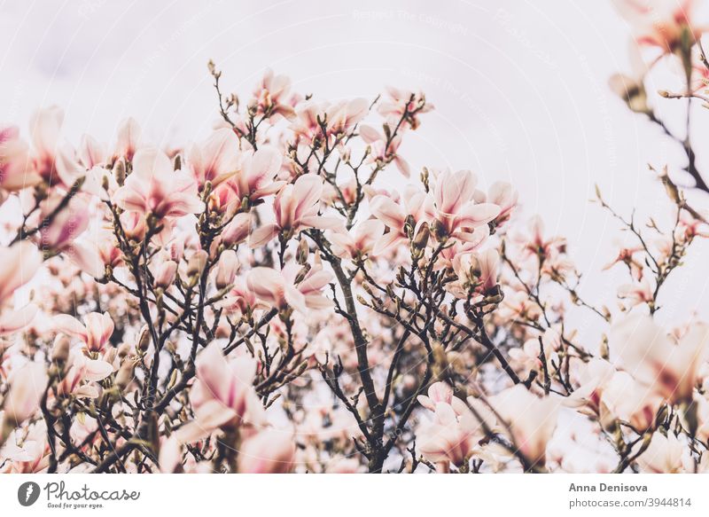 Magnolienbaum im Frühling Blume Baum wunderschön Buchse Licht rosa Bank Weg Überstrahlung Englisch Garten Großbritannien Park Blütenblatt Ast Natur