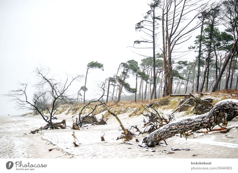 weststrand 1 Darß Winter Ostsee Natur Küste Meer Weststrand Baum Windflüchter Schnee Wald Strand