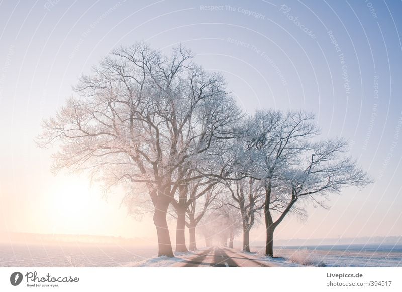 Straße nach Priborn Umwelt Natur Landschaft Pflanze Himmel Wolkenloser Himmel Sonne Sonnenaufgang Sonnenuntergang Sonnenlicht Winter Schönes Wetter Nebel Eis