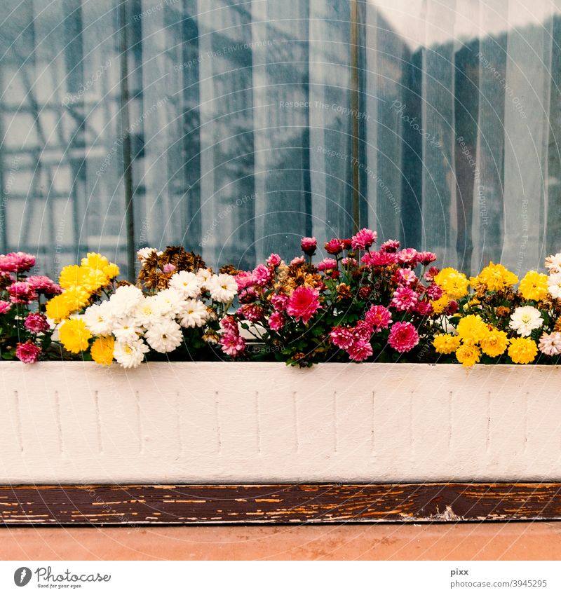 Pflegebedarf am Fenster Fensterscheibe gelb magenta weiß rot Blumenkasten Fachwerkhaus Spiegelung Gardinen Vorhang Nelkengewächse Blümchen Faltenwurf Holz Brett