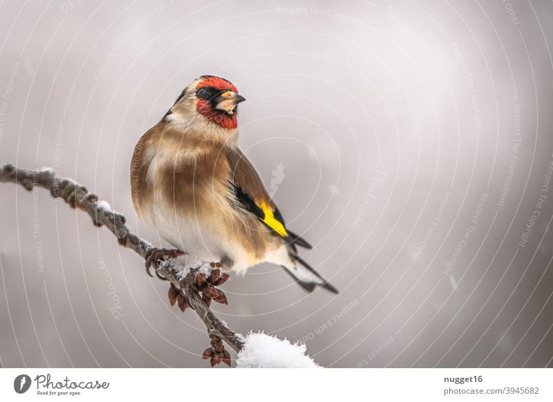 Distelfink / Stieglitz auf Zweig Vogel Natur Tier Außenaufnahme Farbfoto 1 Wildtier Tierporträt Umwelt natürlich Tag Menschenleer Schwache Tiefenschärfe