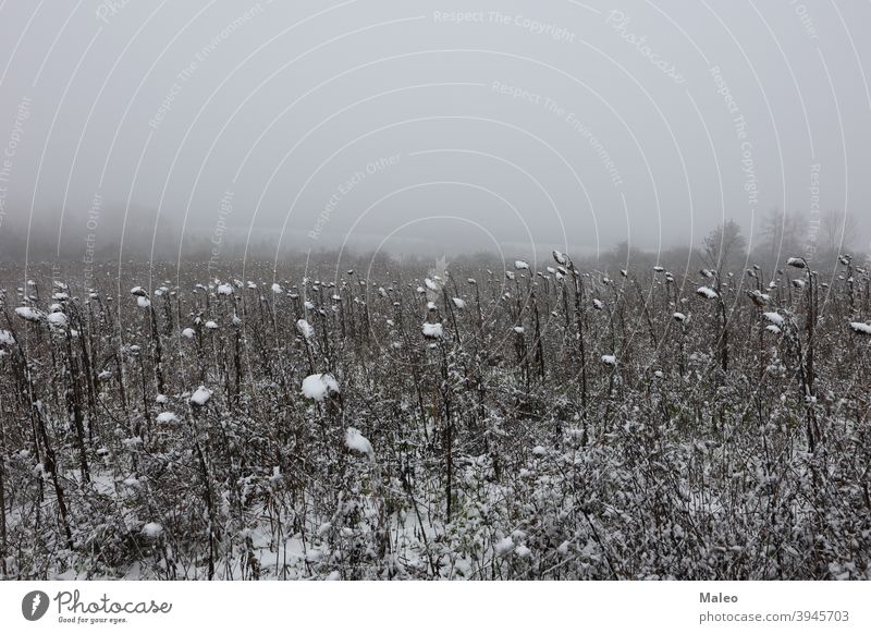 Erster Schnee auf einem Feld mit Sonnenblumen ice frost cold winter landscape abstract autumn background beautiful beauty bright brown clouds color colorful