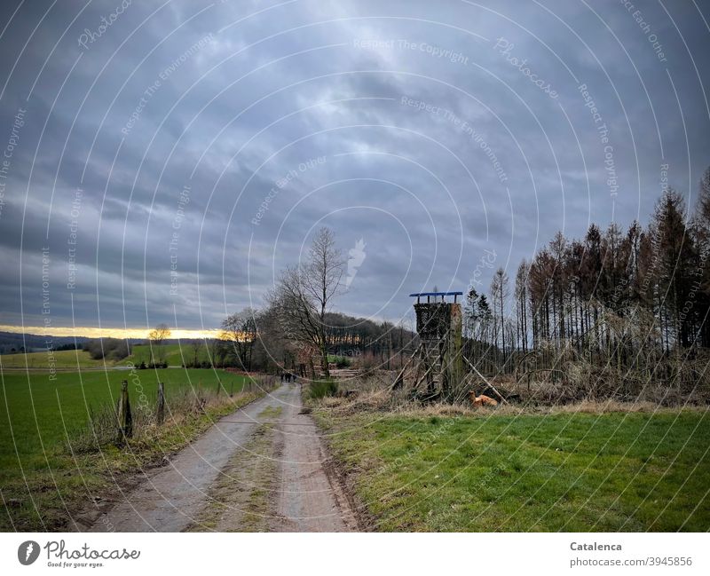 Feldweg im Dezember, rechts abgestorbene Nadelbäume und ein Hochsitz, rechts Wiesen hinter einem Weidezaun Landschaft Natur Tageslicht kalt Himmel ,wandern