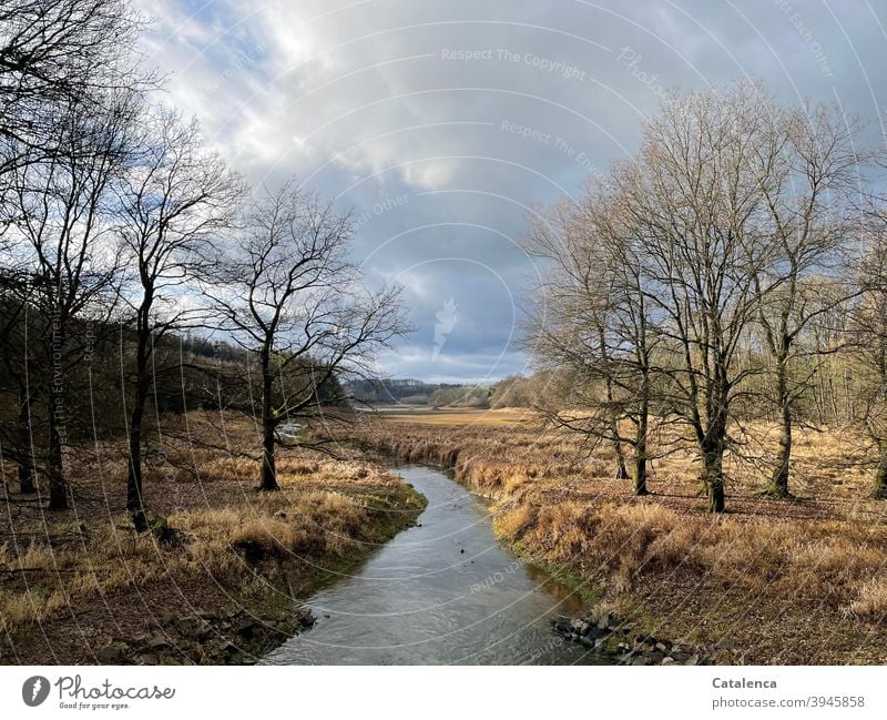 Ein Bach schlängelt sich durchs hohe, trockene Gras, rechts und links stehen Laubbäume. Wolken ziehen vorbei Tageslicht Landschaft kalt Winter Himmel ,wandern