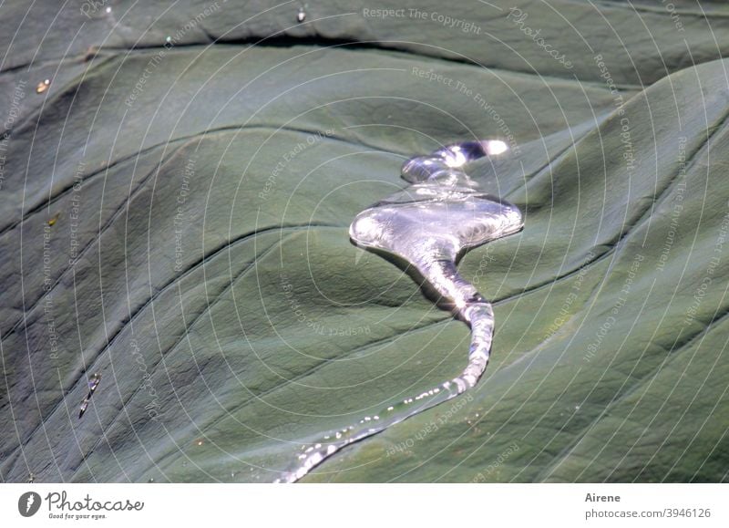 Tautropfen sind wie Tränen Blatt Lotosblatt Wasser Tropfen Lotoseffekt Rinnsal rinnen fließen Strom Tränenstrom grün hell klar Wassertropfen ablaufen Pflanze