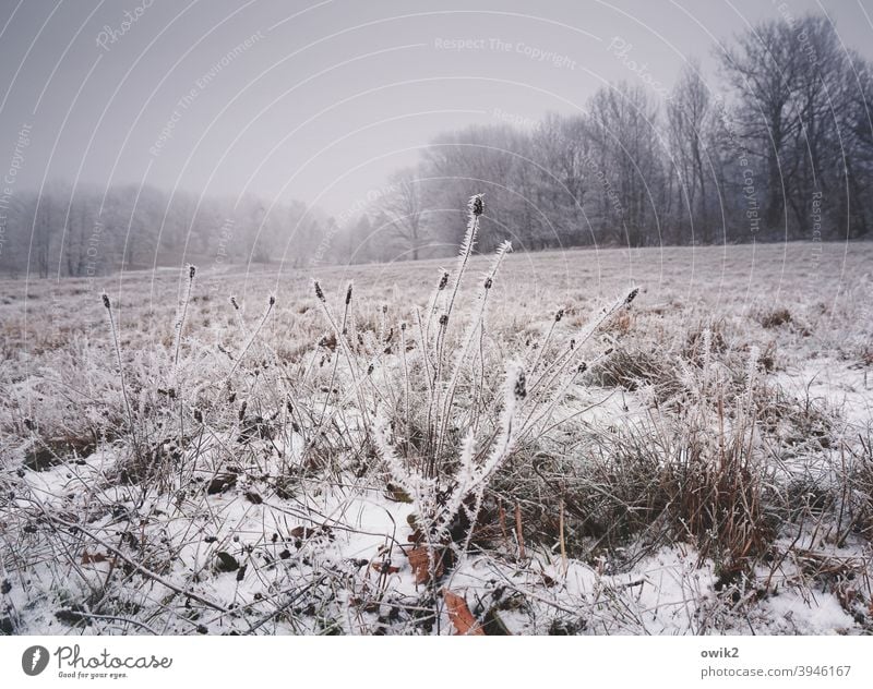 Wintersachen Landschaft Sträucher Eiskristalle frieren Muster bizarr Tag Himmel Nebel Strukturen & Formen Natur Gedeckte Farben Pflanze Schwache Tiefenschärfe