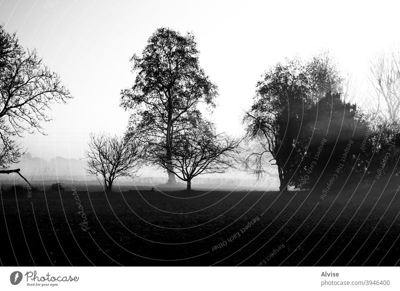 Sonne Nebel und Bäume zwei Sonnenaufgang im Freien Baum Natur Morgen Himmel Feld Licht Hintergrund neblig Pflanze Ansicht schön Sonnenlicht Landschaft grün Wald