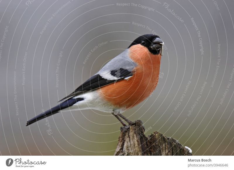 Gimpel, Pyrrhula pyrrhula, Eurasian bullfinch Dompfaff Blutfink Singvogel singvoegel maennchen rot sitzen ast schnabel auge natur wildlife common bullfinch